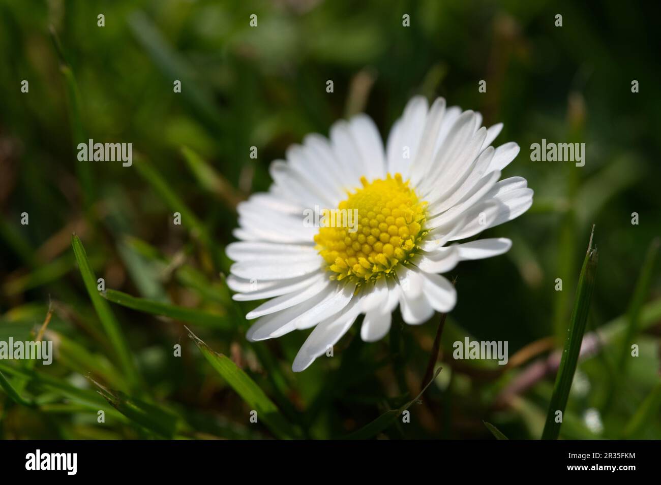 Bellis perennis - la Marguerite commune Banque D'Images