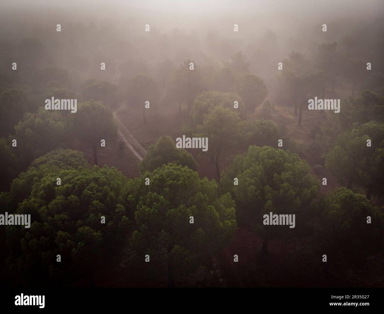 Extraction de résine dans une forêt de Pinus pinaster, Montes de Coca, Segovia, Espagne. Banque D'Images