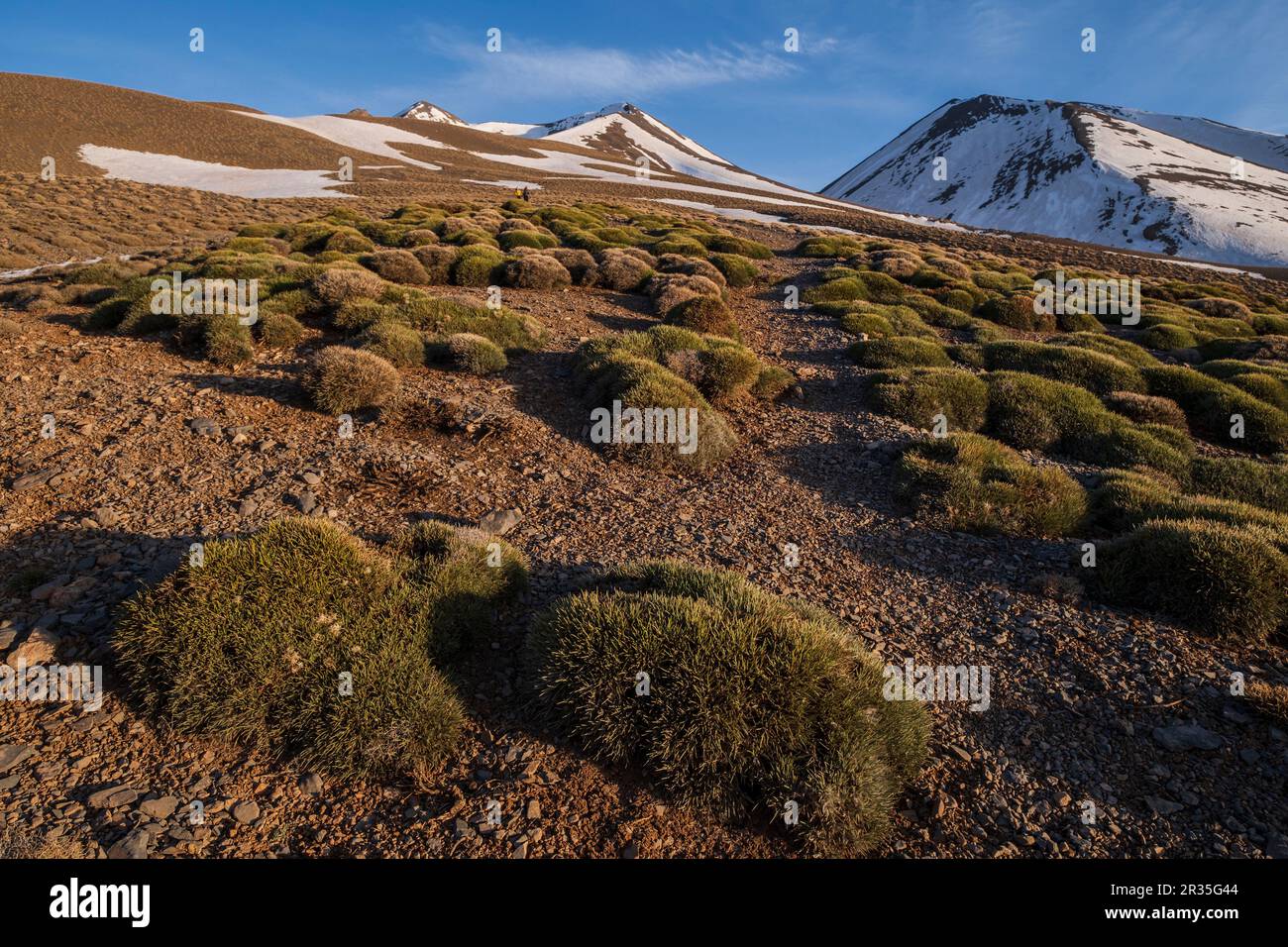 Arbustes épineux , randonnée MGoun, chaîne de montagnes de l'Atlas, maroc, afrique. Banque D'Images