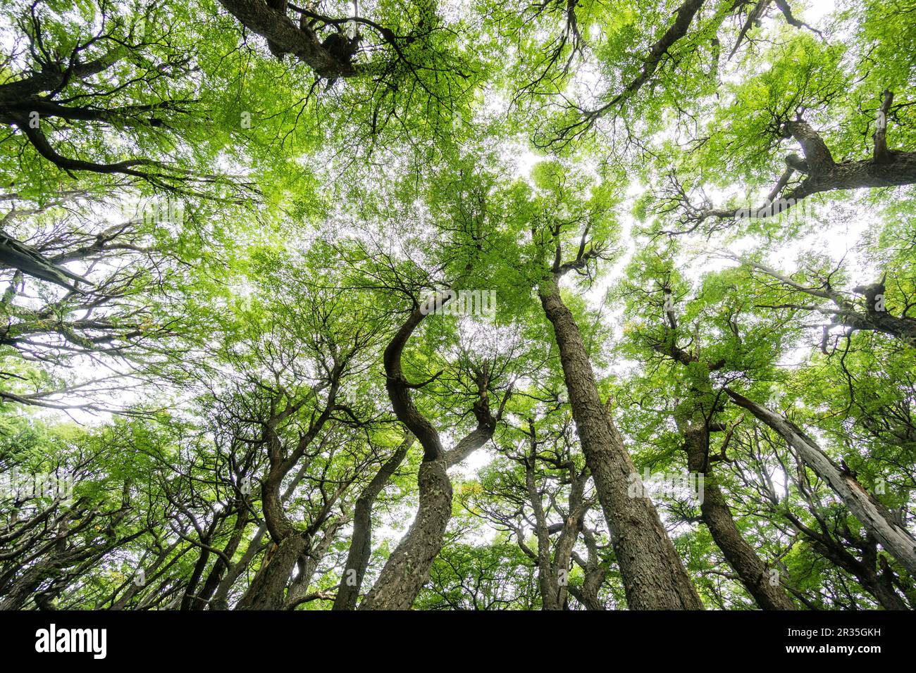 bosque de hayas australes, -Lenga-, Nothofagus pumilio, El Chalten, parque nacional Los Glaciares, republica Argentina, Patagonie, cono sur, Amérique du Sud. Banque D'Images