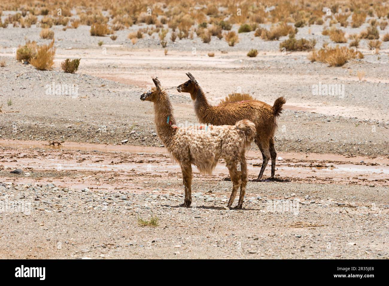 Andes dans le nord de l'Argentine; Salta Jujuy Banque D'Images