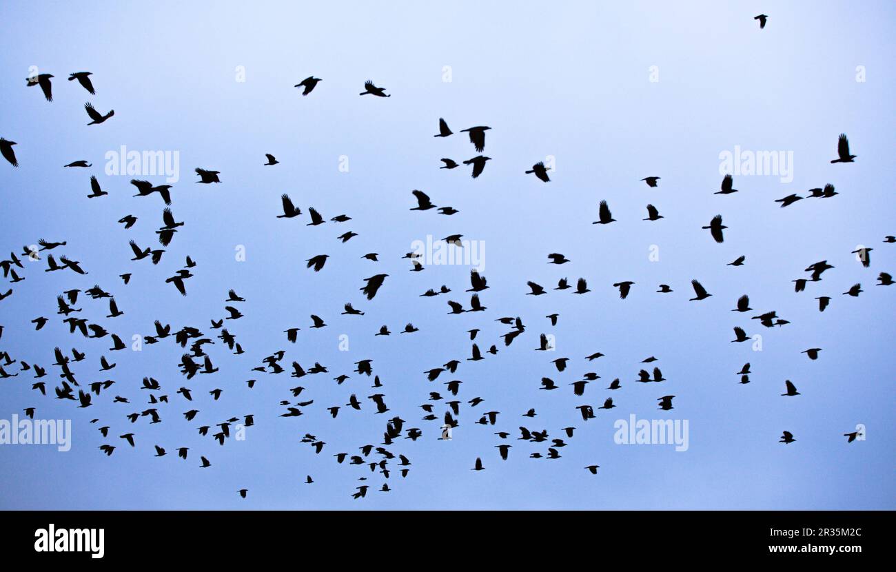 Le vol des oiseaux Banque D'Images