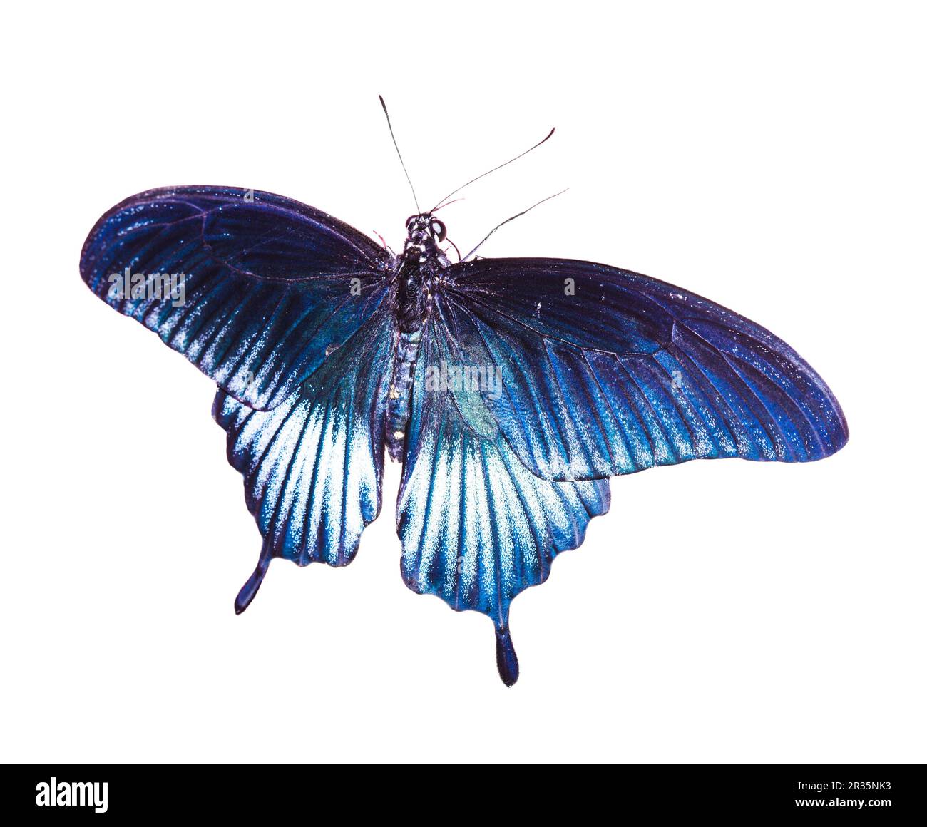 Papillon bleu tropical Banque D'Images