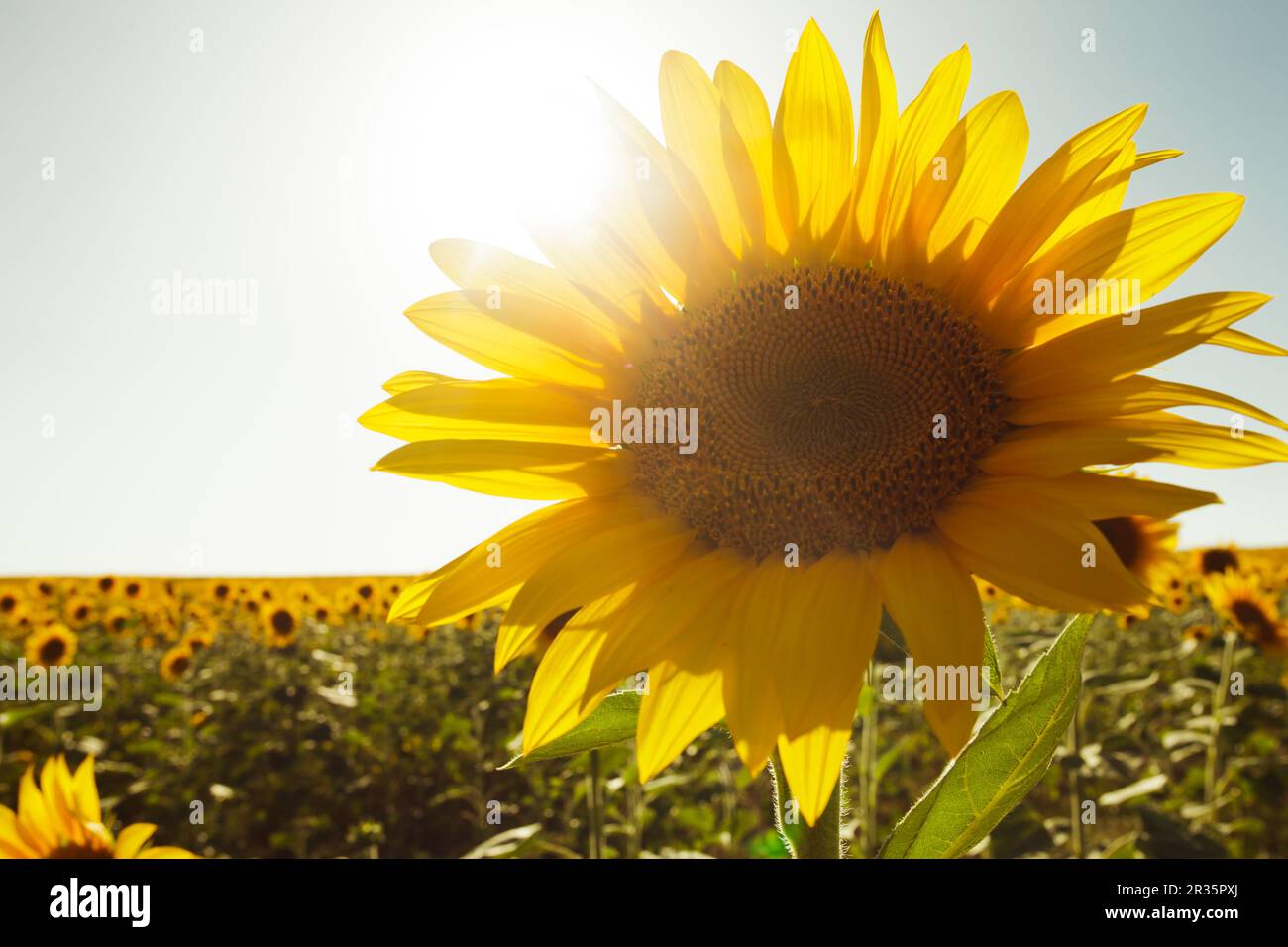 Le champ de tournesol Banque D'Images