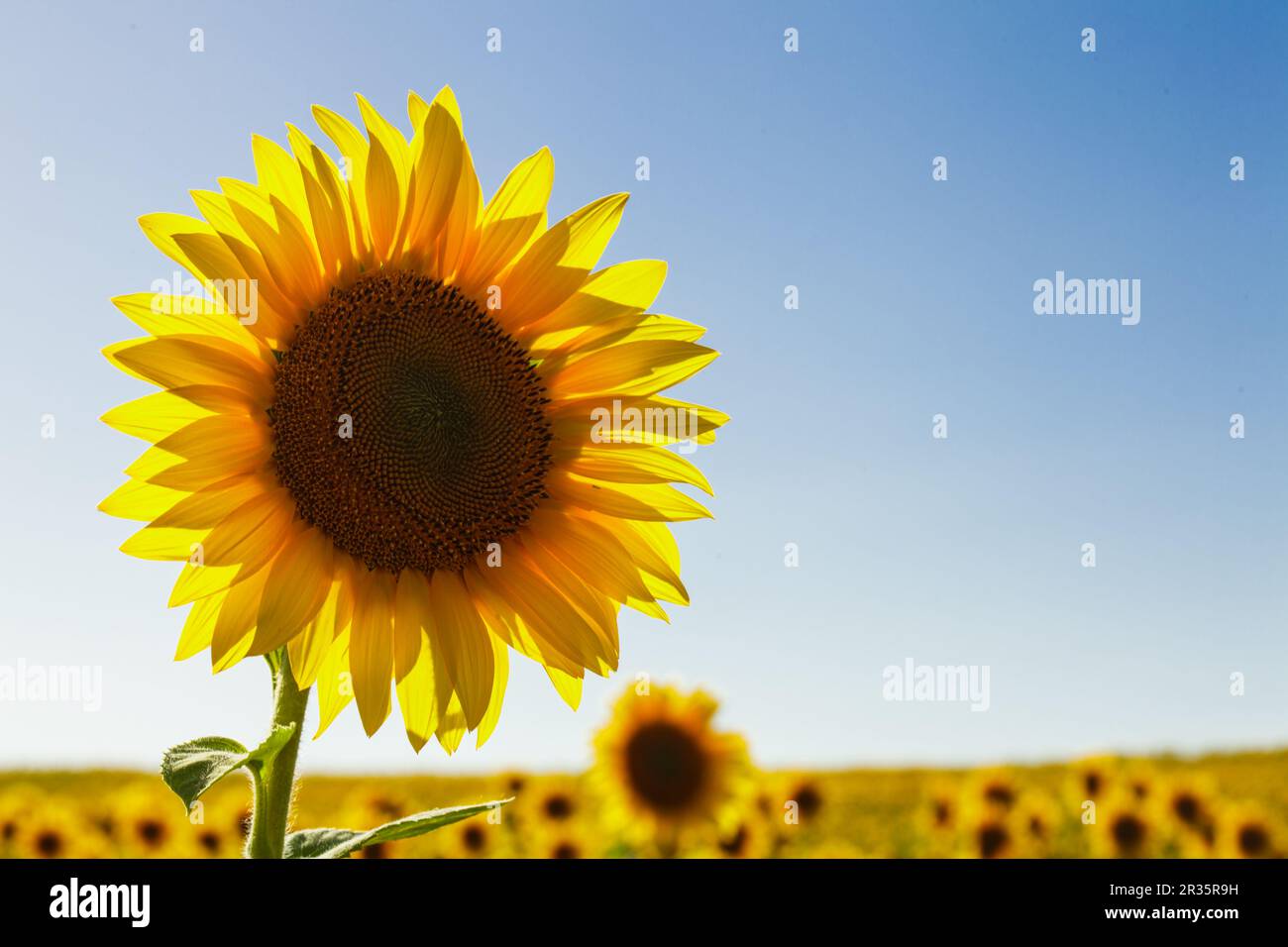 Le champ de tournesol Banque D'Images