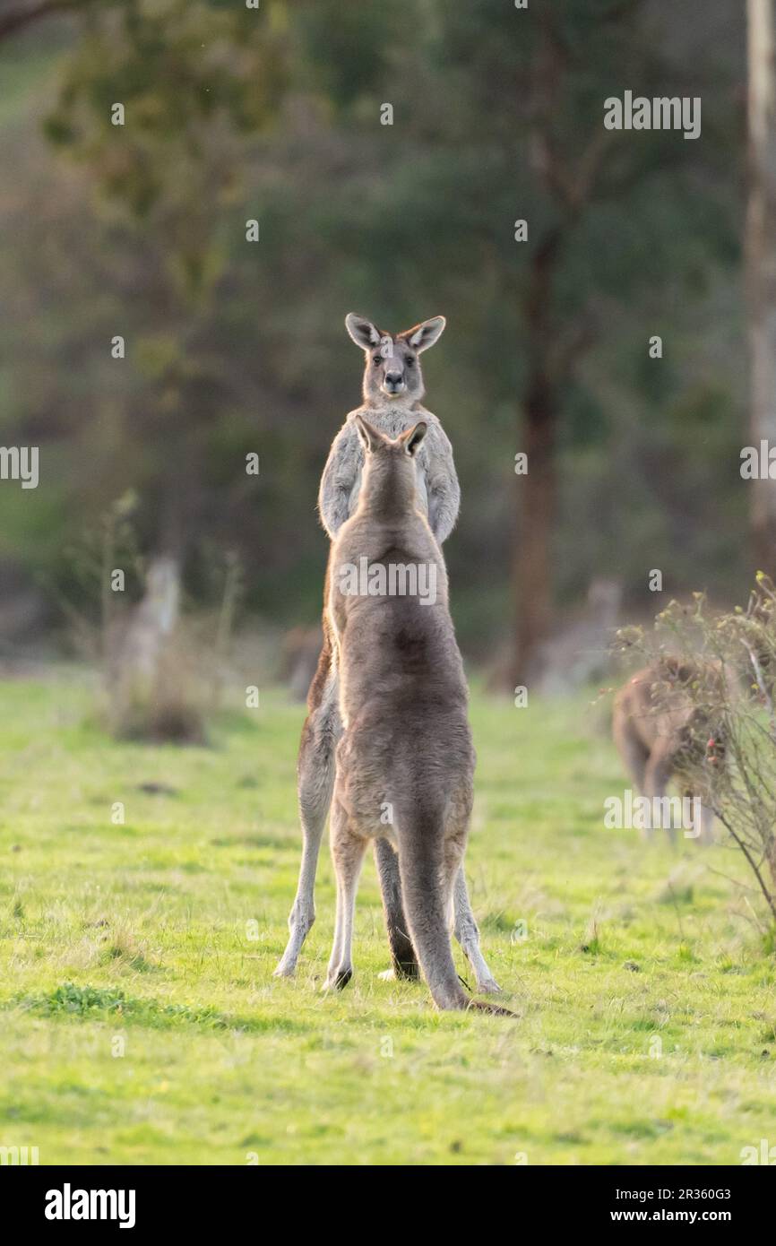 Deux mâles kangourous gris de l'est (Macropus giganteus) se battant en terre de brousse ouverte dans la Yarra Valley, Victoria, Australie Banque D'Images