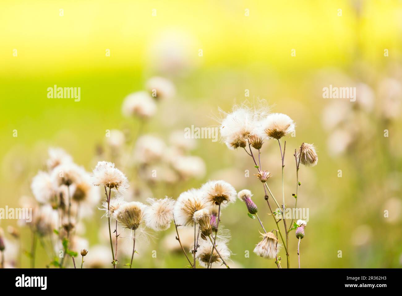 Fleurs de chardon flétrissent photographiées à la lumière du midi. Banque D'Images