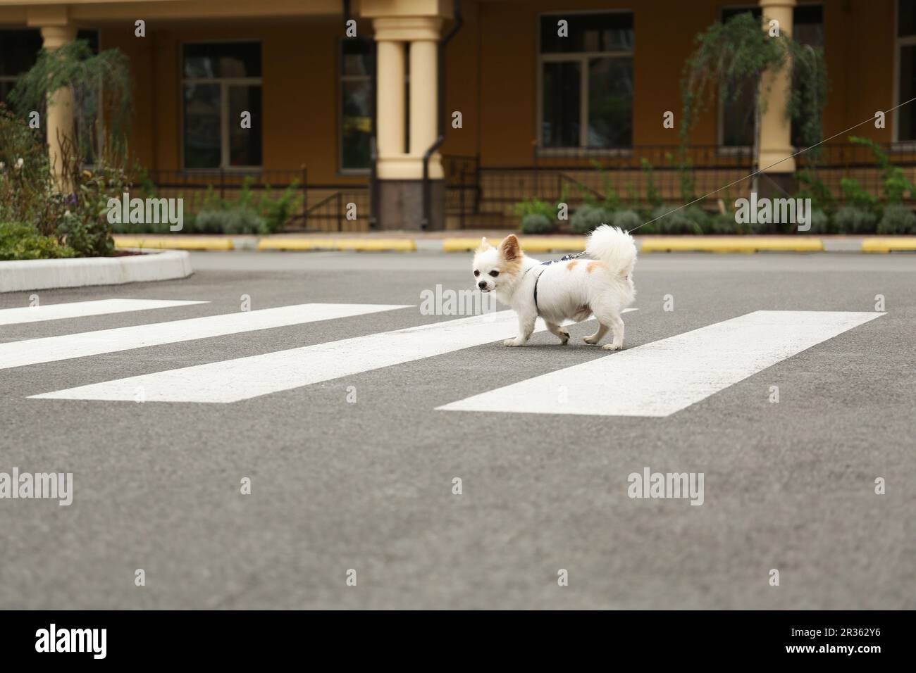 Mignon Chihuahua avec laisse sur le passage pour piétons. Chien marchant Banque D'Images