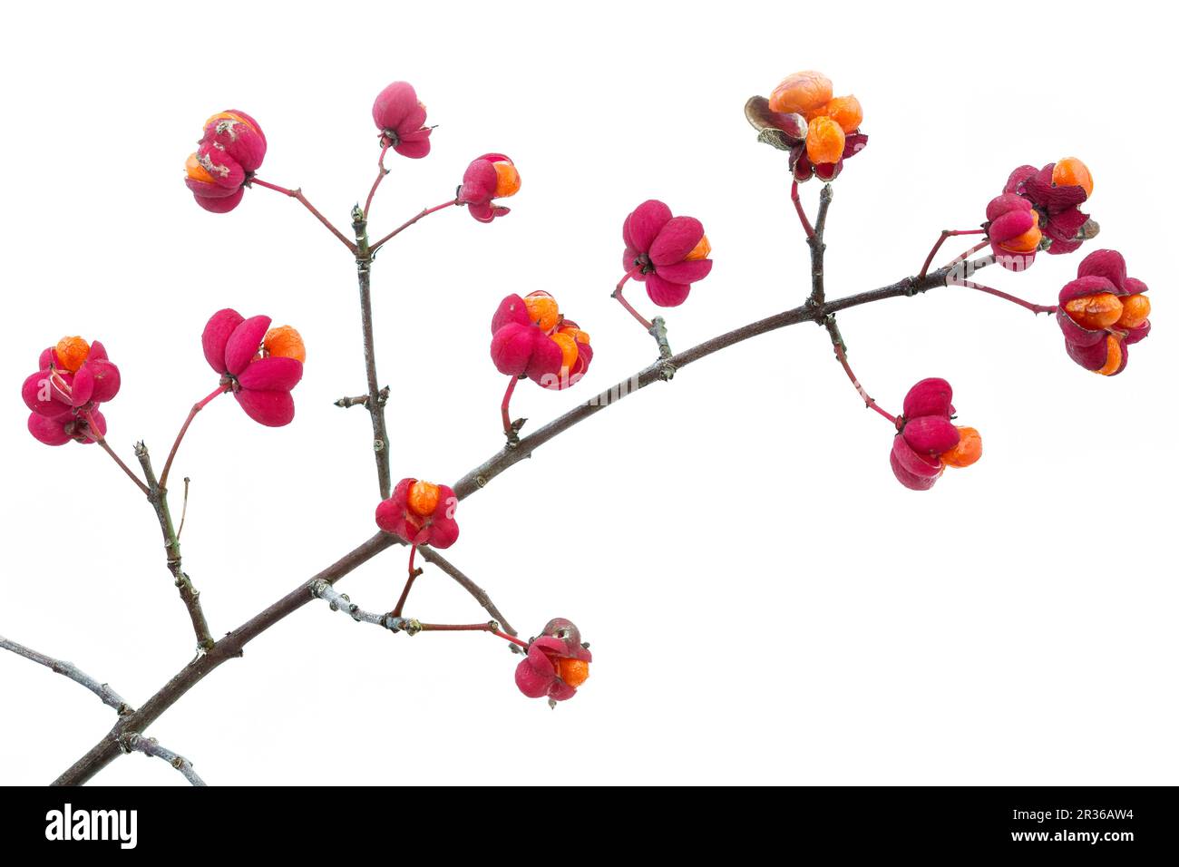 Chapeau de Parson (Euonymus europaeus), facultatif Banque D'Images