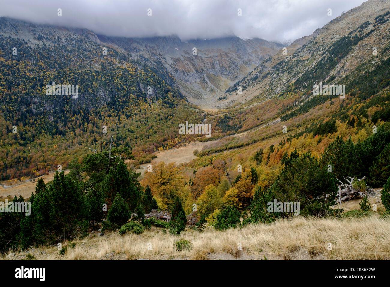 Forêt décidue mixte, Molières valley, Aran , du massif pyrénéen, Lleida, Catalogne, Espagne, Europe. Banque D'Images