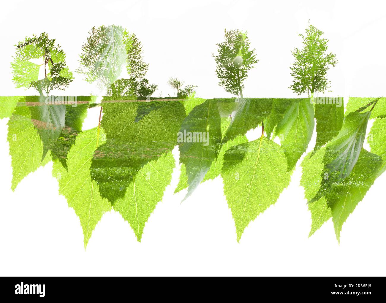 Double exposition nature Banque D'Images