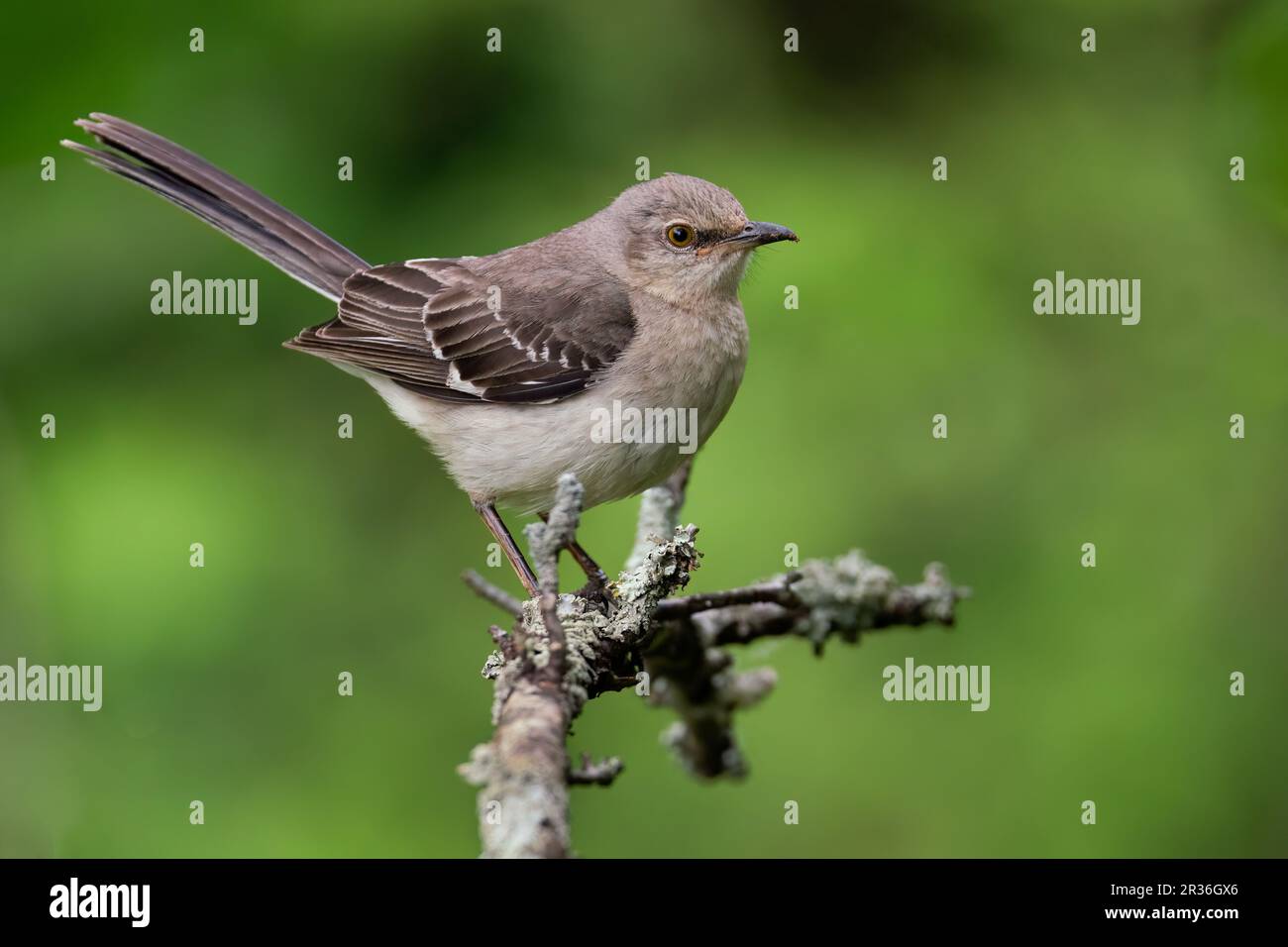 Un mockingbird du nord perché sur une branche Banque D'Images