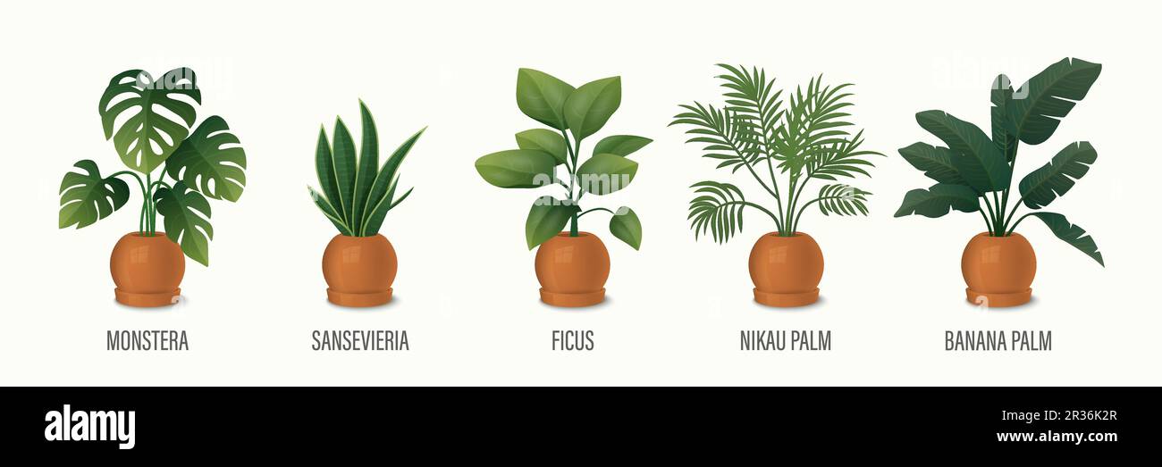 Ensemble d'icônes de la plante de maison vectorielle - Monstera, Sansevieria, Banana Palm, Ficus, Rhopalostylis, Palmier Nikau dans des pots isolés sur blanc. Plantes de maison Illustration de Vecteur