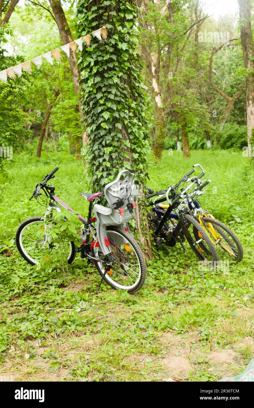 Les vélos près d'un arbre Banque D'Images