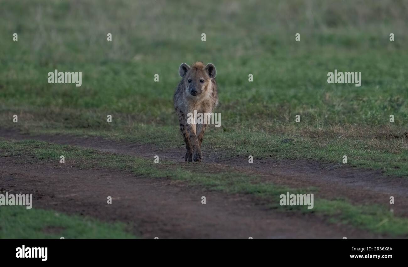 Hyène tachetée (Crocuta Crocuta) dans la zone de conservation de Ngorongoro, Tanzanie, Afrique Banque D'Images
