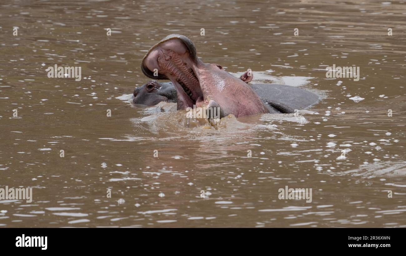 Deux hippopotames se battant dans la rivière Mara, Mara North Conservancy, Kenya, Afrique de l'est Banque D'Images