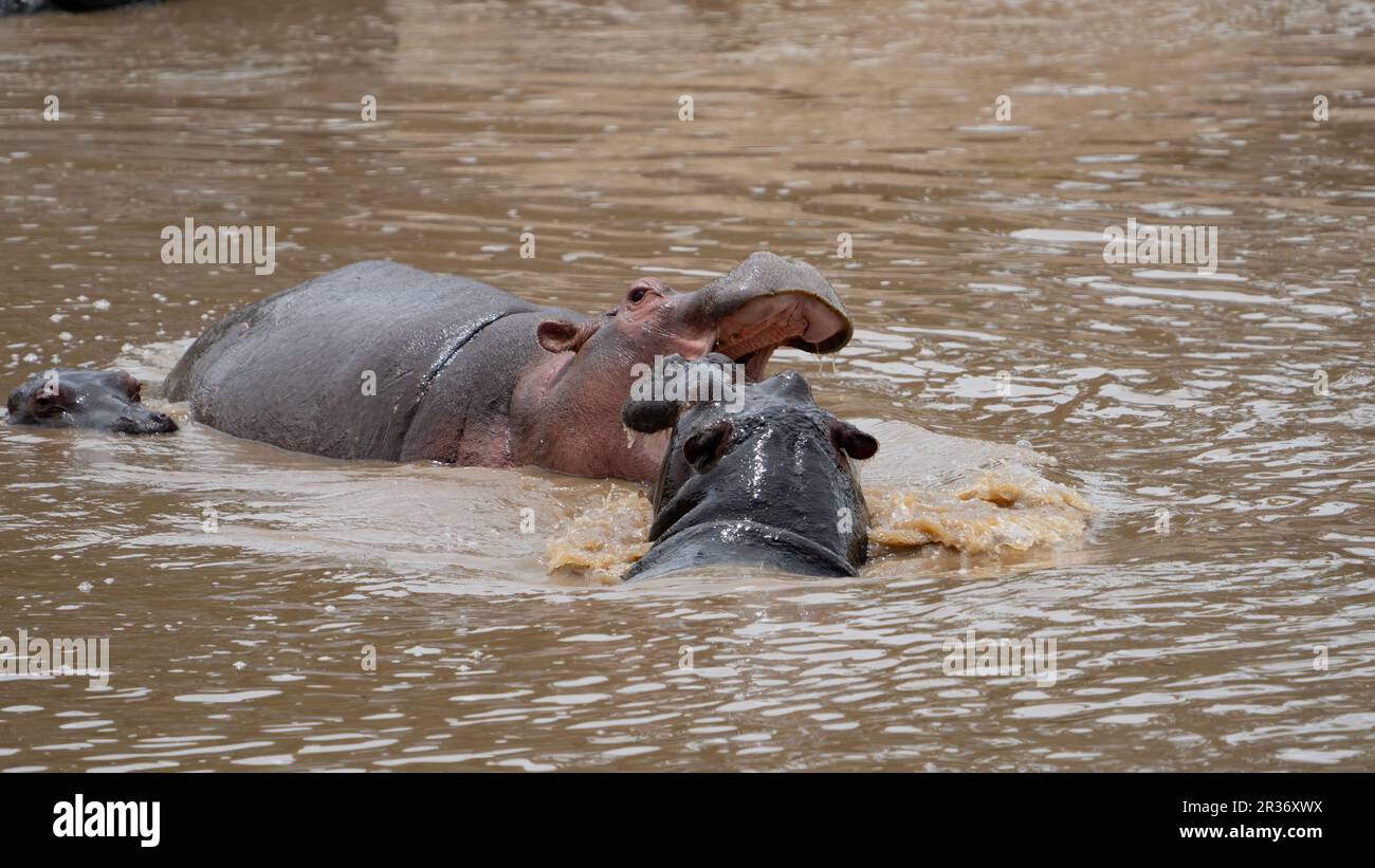 Deux hippopotames se battant dans la rivière Mara, Mara North Conservancy, Kenya, Afrique de l'est Banque D'Images