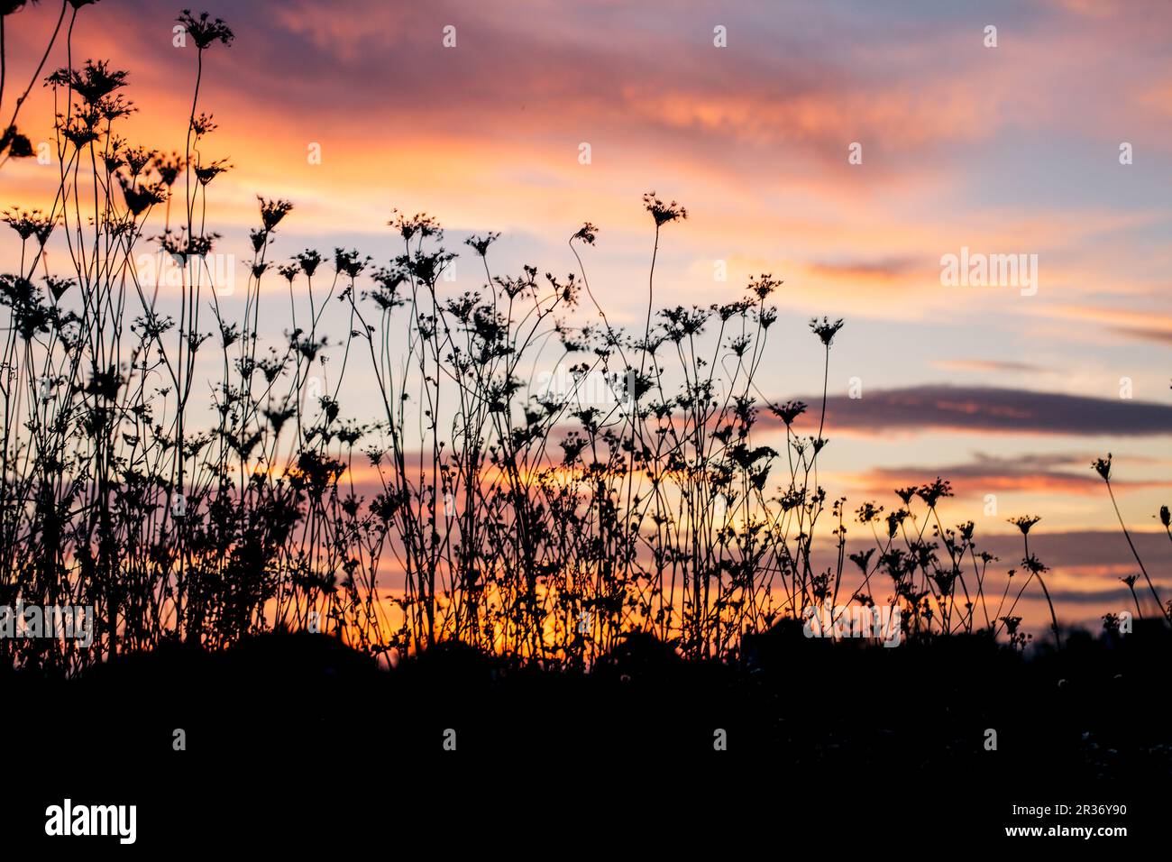 Silhouette de plantes au crépuscule Banque D'Images