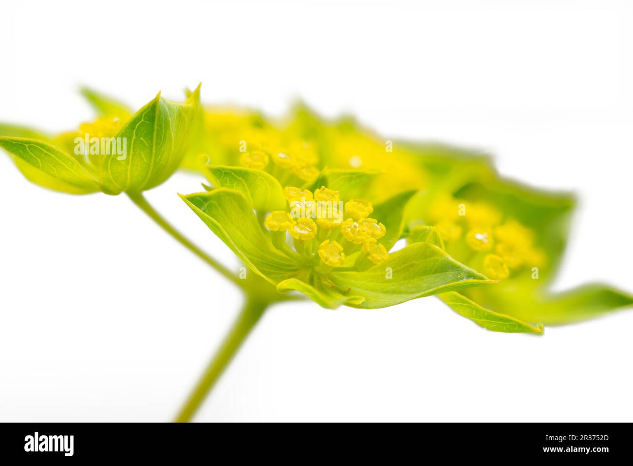 Oreille de lièvre à feuilles rondes (Bupleurum rotundifolium) Banque D'Images