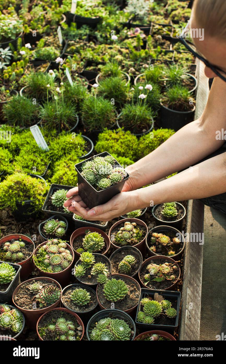 Les plantes succulentes dans le marché aux fleurs Banque D'Images