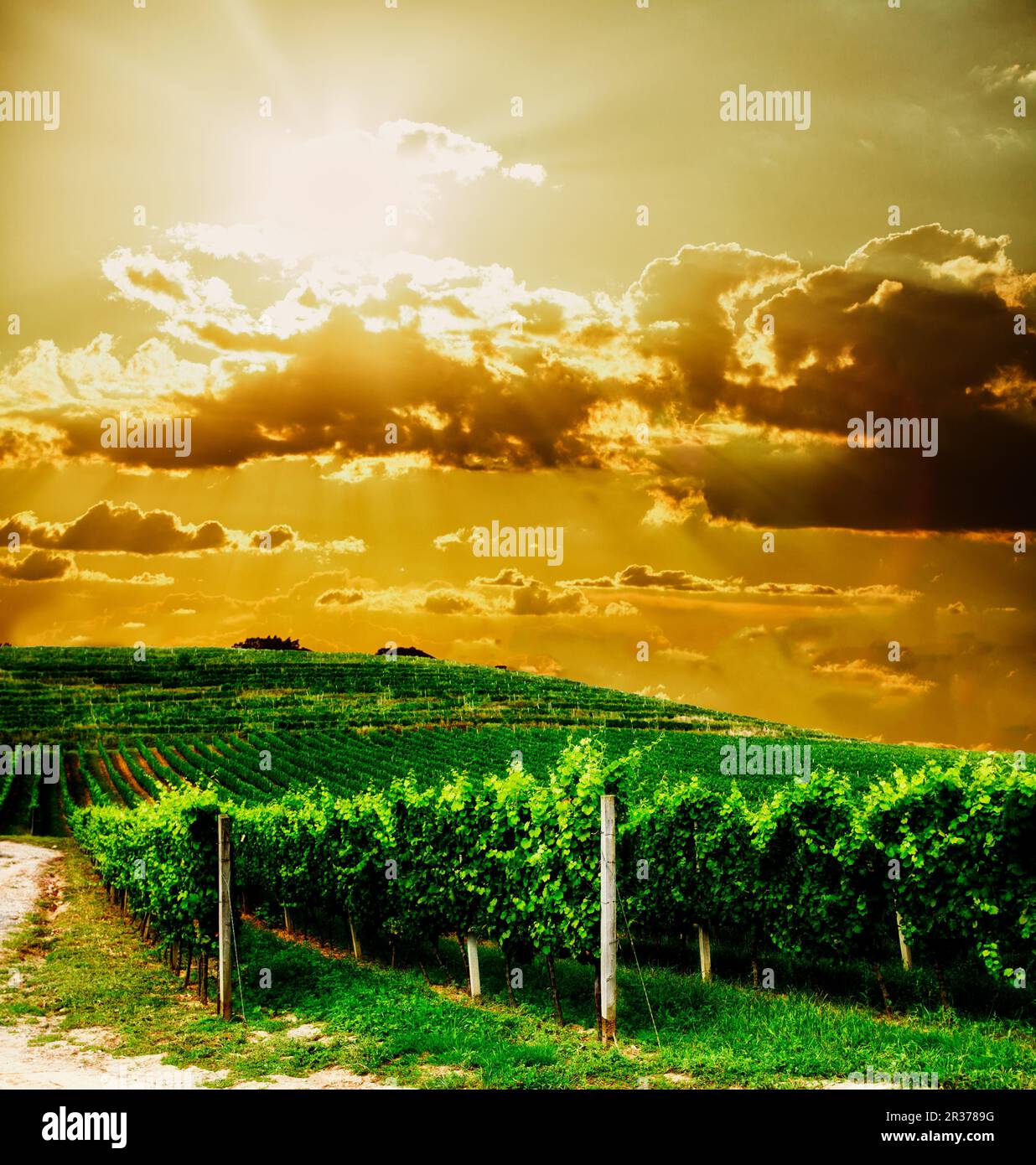 Vignobles au coucher du soleil Banque D'Images