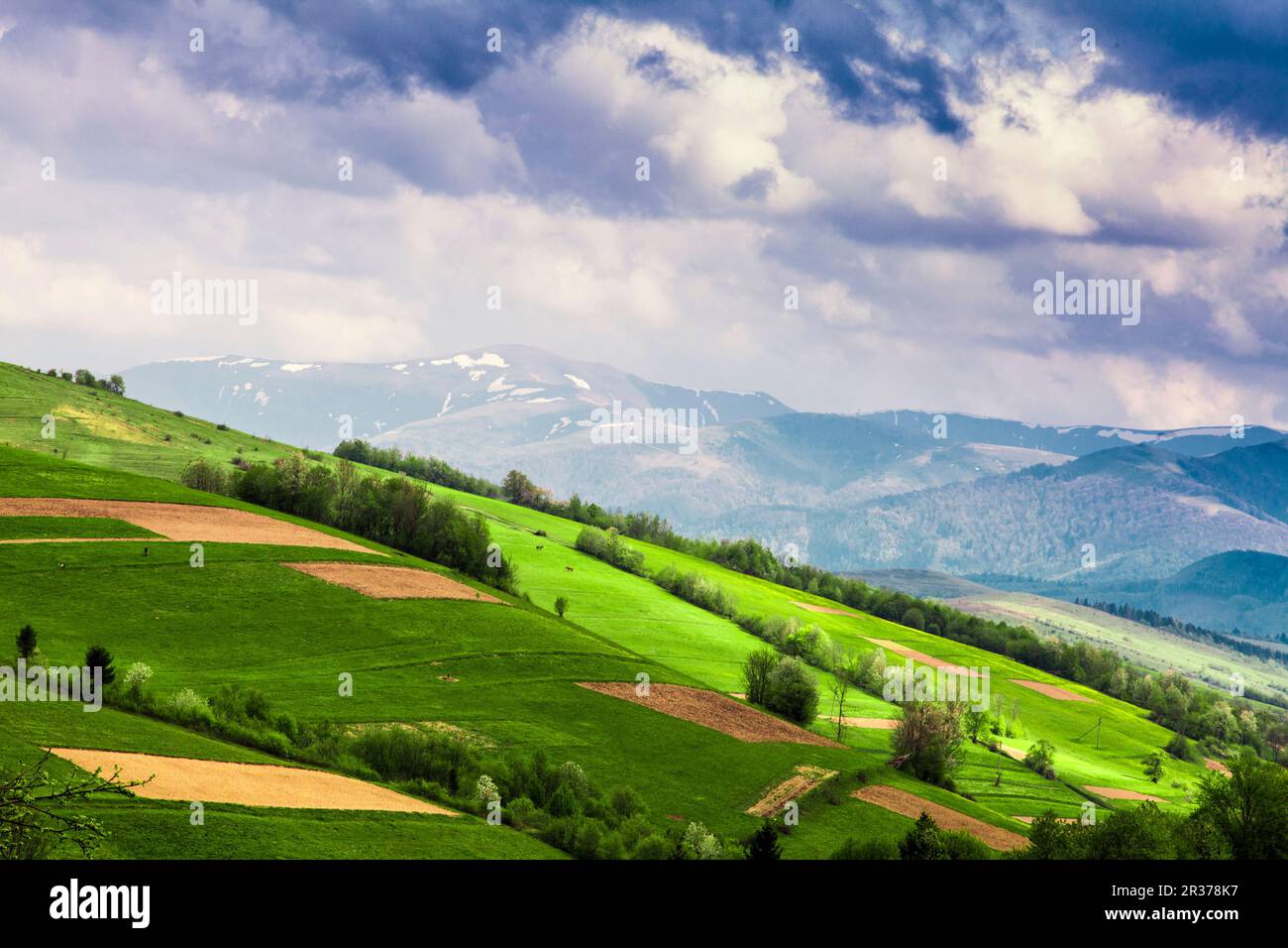 Les champs en montagne Banque D'Images