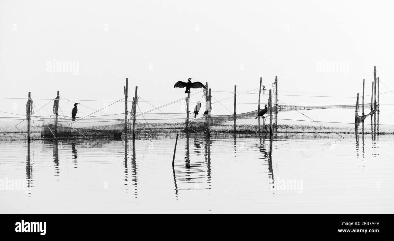 Cormorans sur les filets du Bodden Banque D'Images