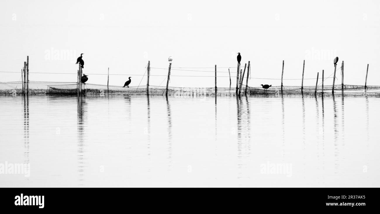 Cormorans sur les filets du Bodden Banque D'Images
