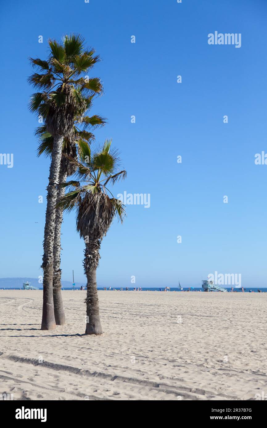 Palmiers sur la plage de Santa Monica - Los Angeles - au cours d'une journée ensoleillée avec un ciel bleu parfait Banque D'Images