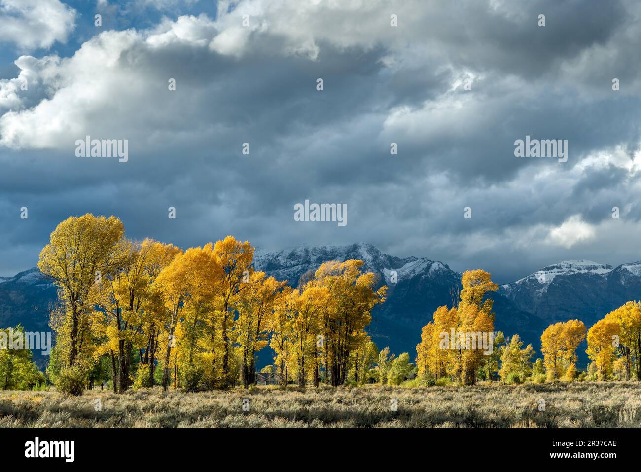 L'automne dans la vallée de la rivière Gros Ventre Banque D'Images