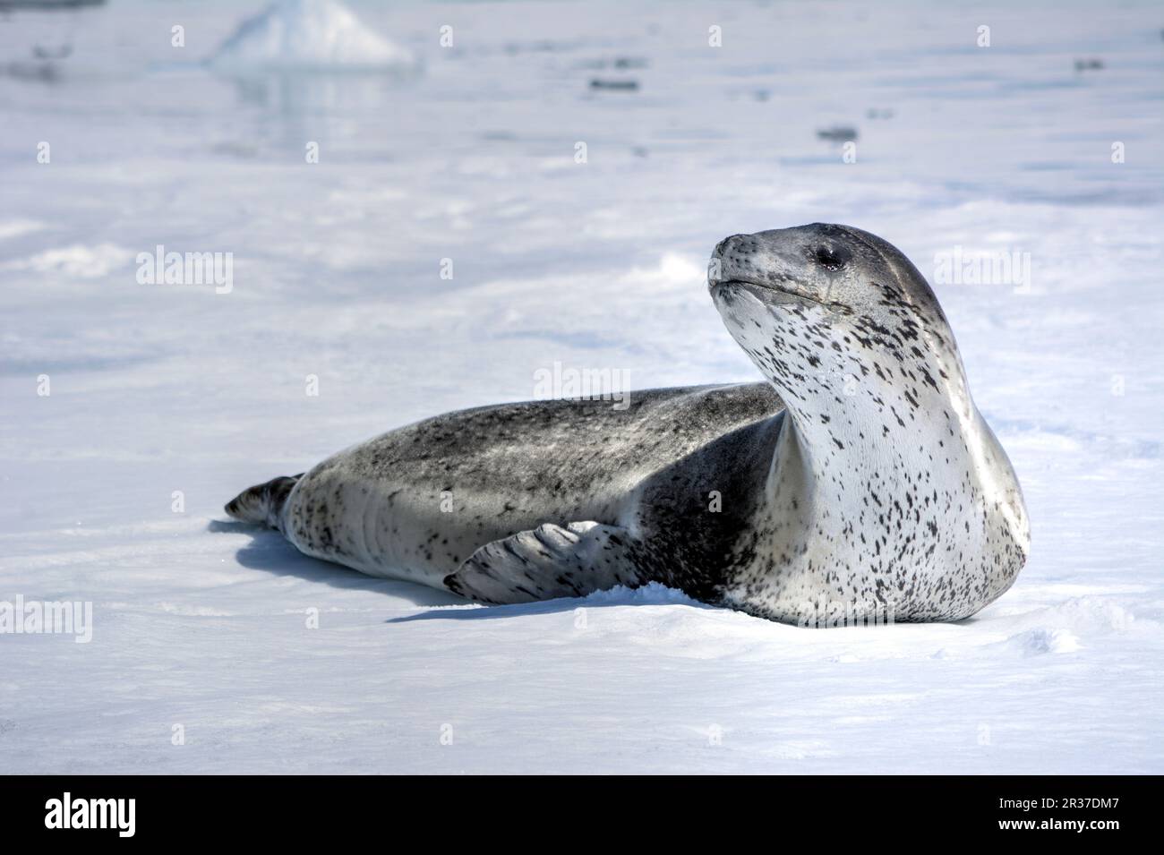 Leopard seal reposant sur un iceberg en Antarctique Banque D'Images