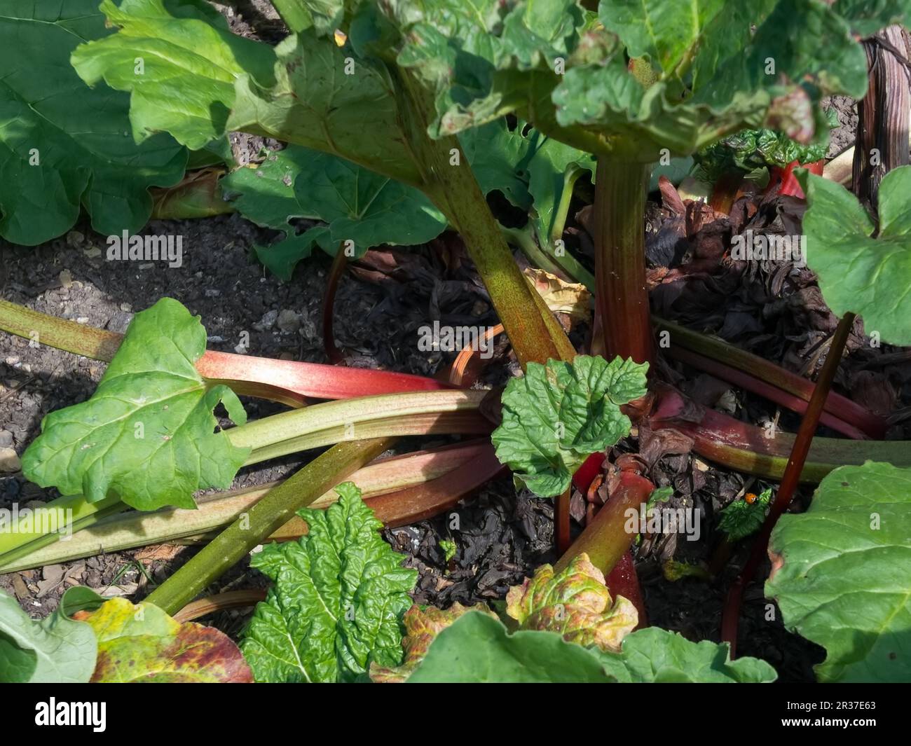 Usine de rhubarbe qui pousse dans un jardin dans le Kent Banque D'Images