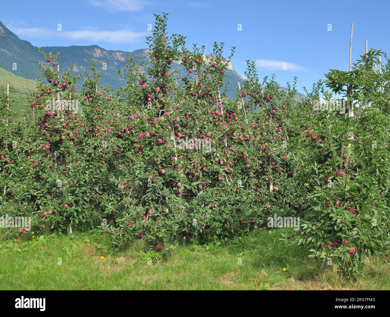 Verger de pommes sur la route des vins du Tyrol du Sud au lac Caldaro près de Merano, Tyrol du Sud, Italie Banque D'Images
