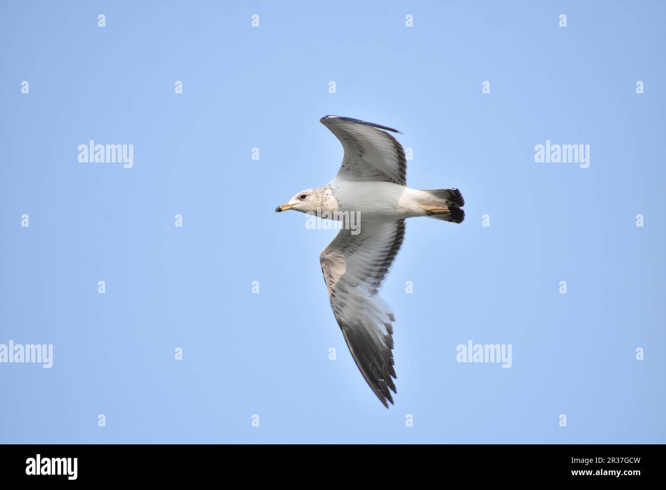 Flying Seagull Banque D'Images