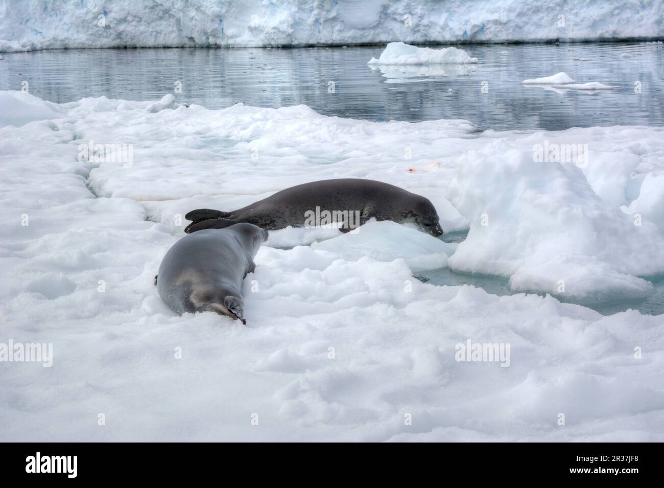 Le phoque de Weddell repose sur un iceberg en Antarctique Banque D'Images