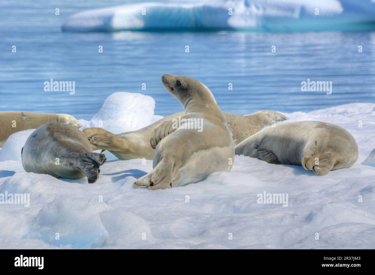 Les phoques crabeaters reposant sur un iceberg en Antarctique Banque D'Images