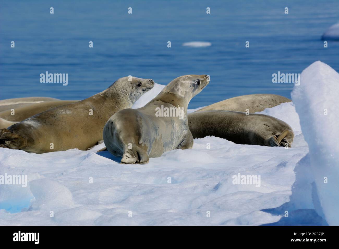 Les phoques crabeaters reposant sur un iceberg en Antarctique Banque D'Images