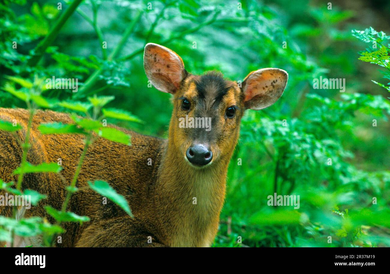 Chinois muntjac chinois (Muntiacus reevesi) gros plan de la tête, femelle dans la végétation Banque D'Images