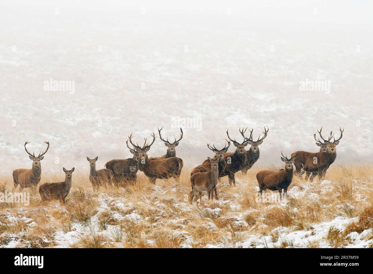 Troupeau de cerfs rouges (Cervus elaphus), cerfs et nains, debout dans la neige, Parc de Lyme, Peak District N. P. Cheshire, Angleterre, hiver Banque D'Images