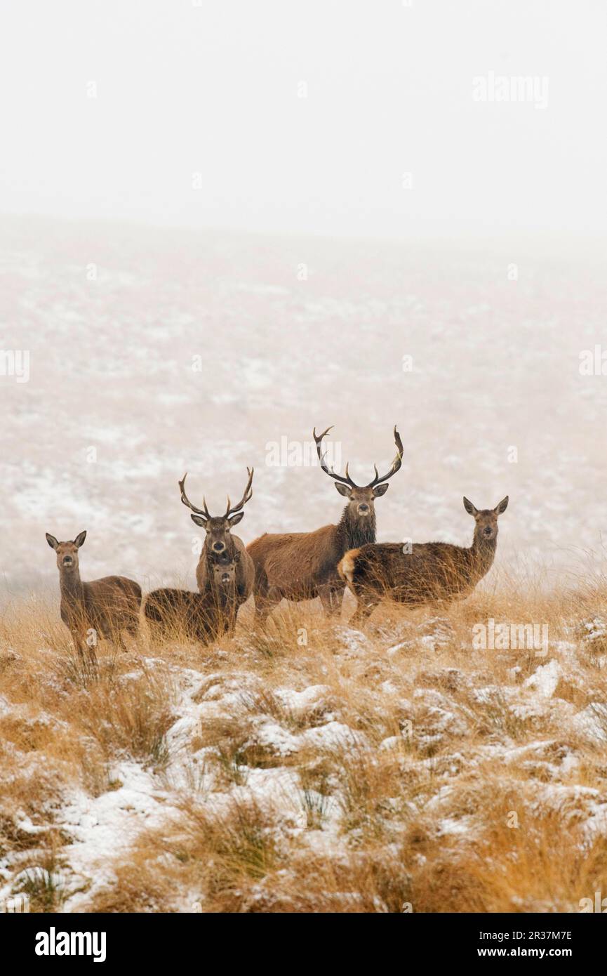 Troupeau de cerfs rouges (Cervus elaphus), cerfs et nains, debout dans la neige, Parc de Lyme, Peak District N. P. Cheshire, Angleterre, hiver Banque D'Images