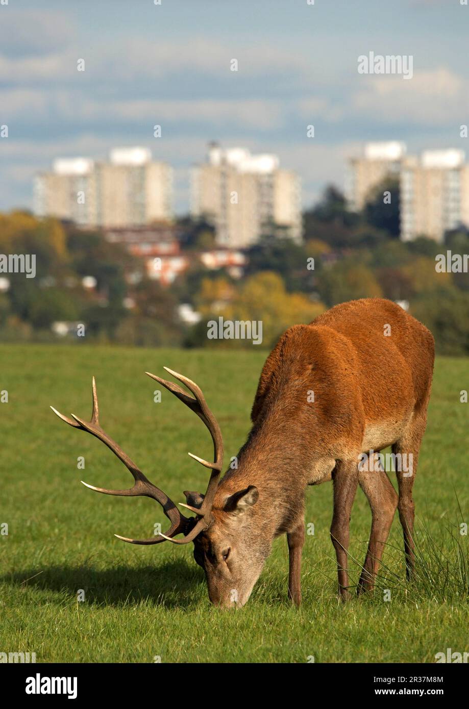 Cerf rouge (Cervus elaphus), broutage, blocs de la tour de Roehampton en arrière-plan, Richmond Park, Londres, Angleterre, Royaume-Uni Banque D'Images