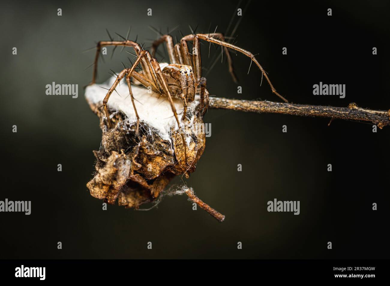 Une araignée lynx femelle est assise sur une branche d'arbre, Macro photo d'un insecte dans la nature, foyer sélectif. Banque D'Images