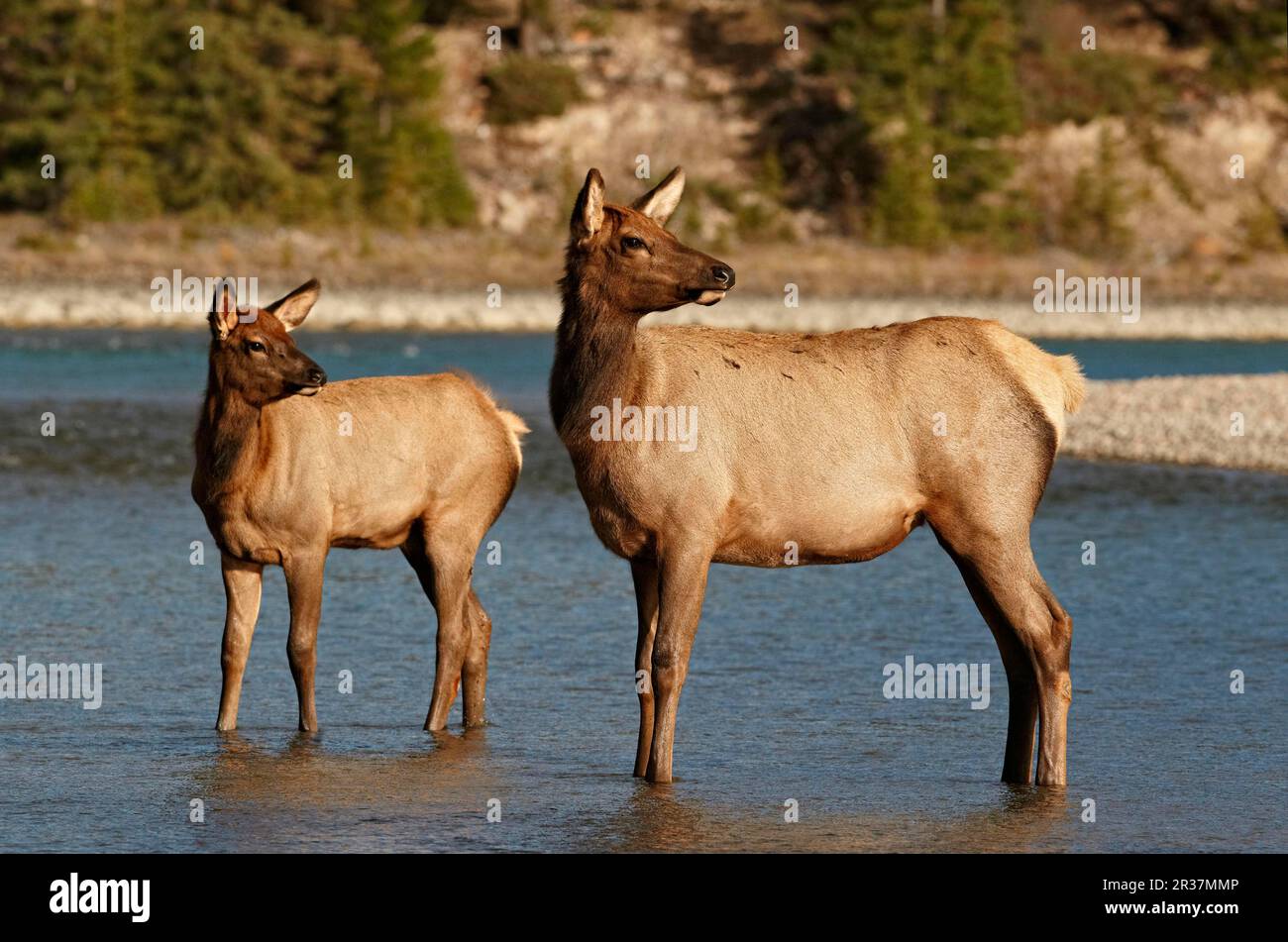 American Elk (Cervus canadensis) adul femelle avec jeune, debout dans la rivière, Jasper N. P. Rocky Mountains, Alberta, Canada Banque D'Images