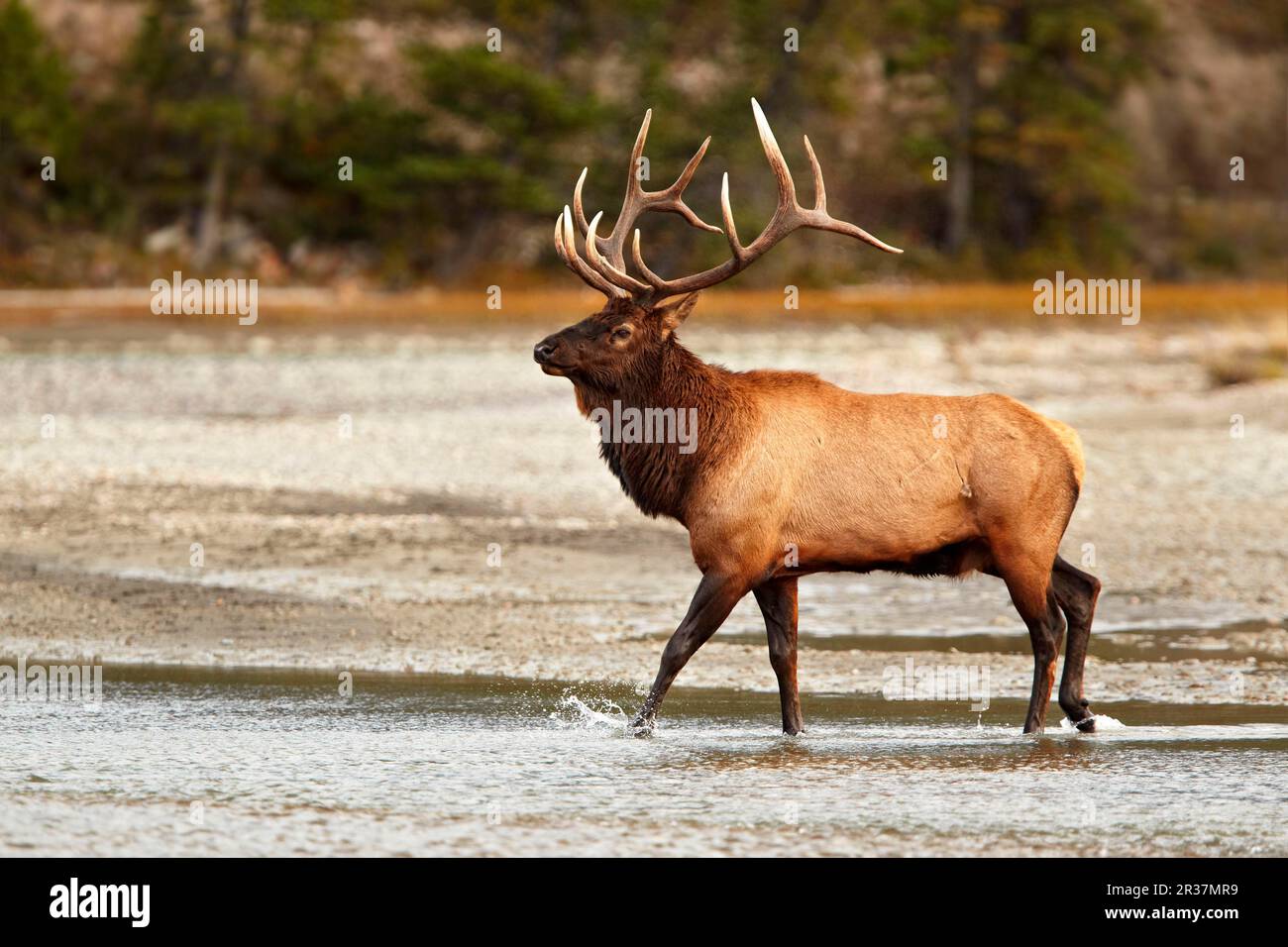 Elk américain (Cervus canadensis) adulte mâle, traversant la rivière pendant la rut, Jasper N. P. Rocky Mountains, Alberta, Canada Banque D'Images