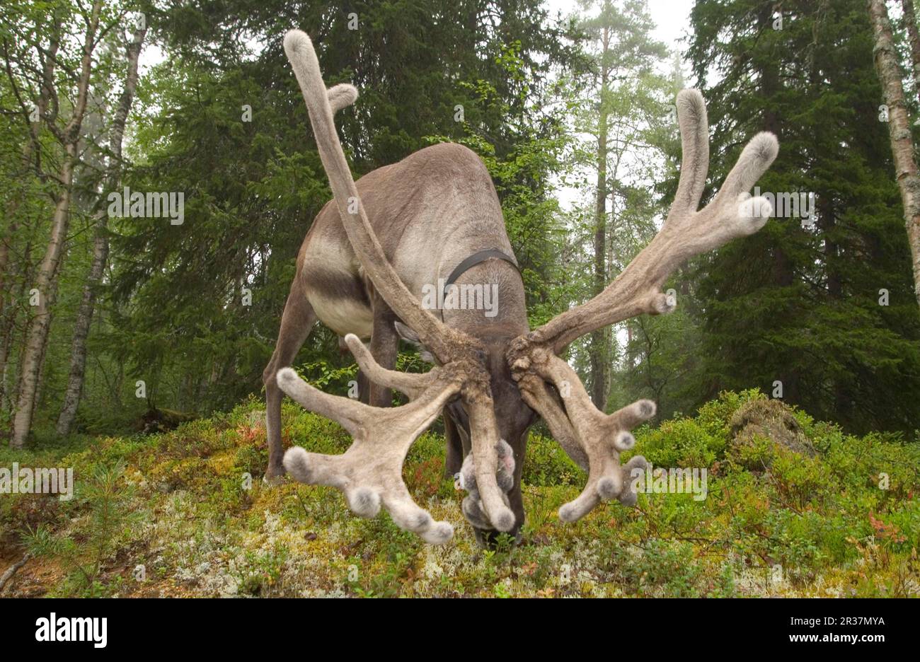 Renne, renne européen (Rangifer tarandus tarandus), caribou, caribou, cerf, ongulés, Ongulés à bout égal, mammifères, animaux, renne Banque D'Images