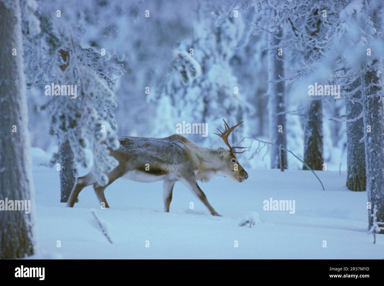 Renne (Rangifer tarandus), renne, caribou, caribou, cerf, Ongulés, mammifères, animaux, rennes marchant dans les arbres, neige (S) Banque D'Images