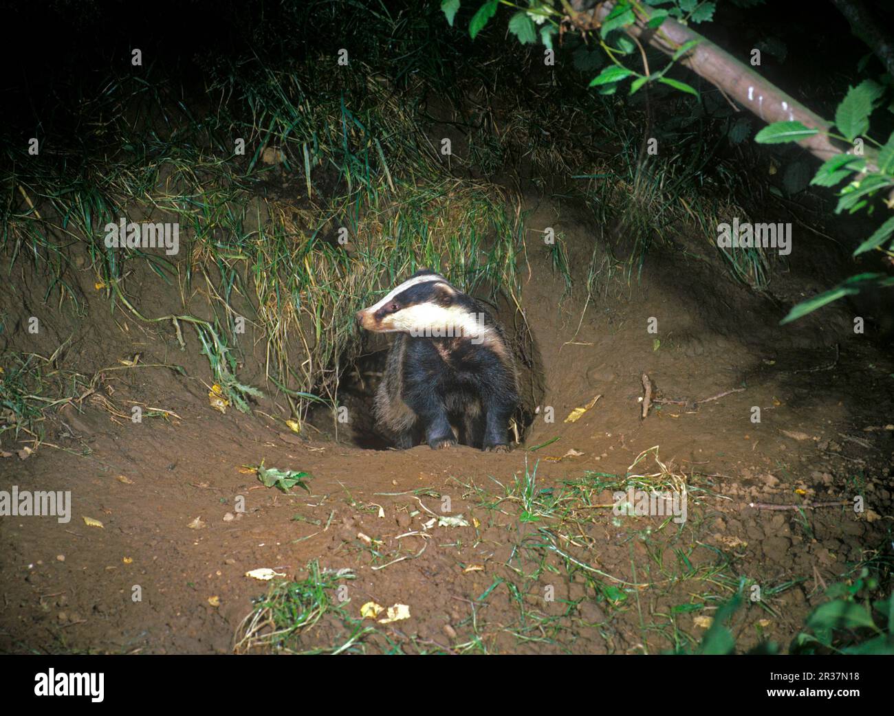 Badger, blaireaux européens (Meles meles), espèces de Marten, prédateurs, mammifères, animaux, Badger vient de sortir de la sett Banque D'Images