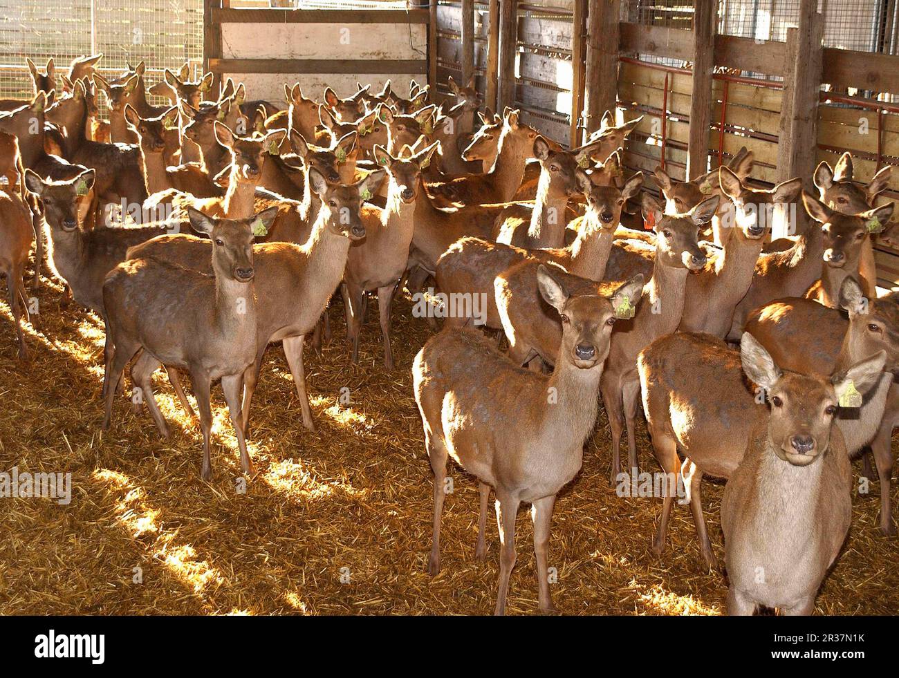 Élevage de cerfs, cerf rouge d'élevage (Cervus elaphus), troupeau en écurie, Melton Mowbray, Leicestershire, Angleterre, ferme de cerfs Banque D'Images
