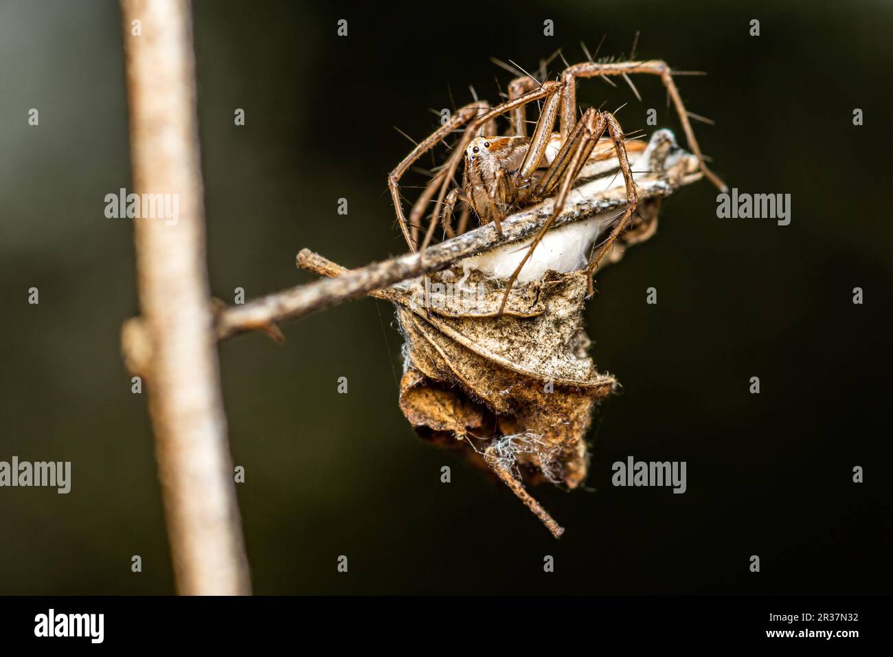 Une araignée lynx femelle est assise sur une branche d'arbre, Macro photo d'un insecte dans la nature, foyer sélectif. Banque D'Images