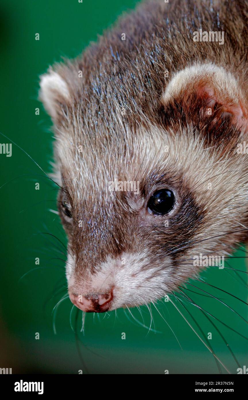 Polecat européen (Mustela putorius) forma furo, furet (Mustela putorius furo), semblable à une martre, prédateurs, mammifères, animaux, Furet domestique (Mustela Banque D'Images